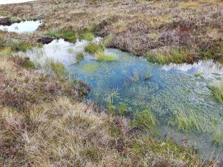 Bog pools surrounded by dry grass.