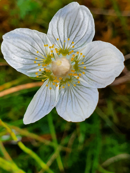 Close up image of a small white wildflower, with five white petals and a yellow centre.