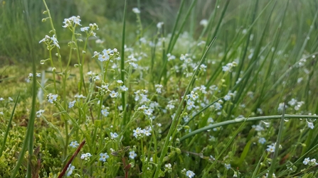 A patch of small white wildflowers on long green stems.
