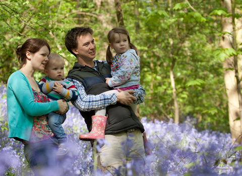 Family bluebells - Tom Marshall