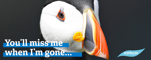 3030 web banner puffin - Lynne Newton