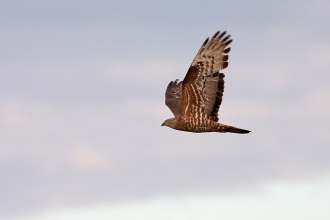 Falconry Days Northumberland Bird of Prey Experience Days