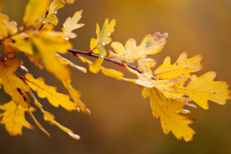Autumn Oak - Ross Hoddinott