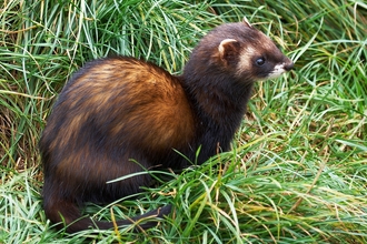 Polecat, Image by Elliot Smith