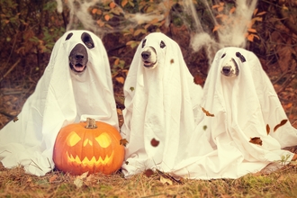 Halloween Doggy Spooktacular