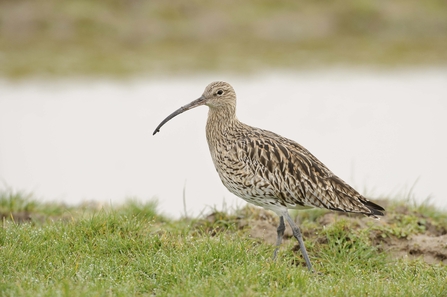 A brown and white curlew stood on a bank of grass with water in the background.