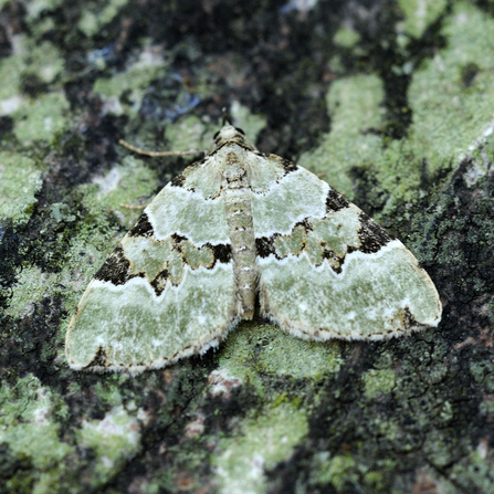 Green carpet