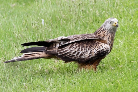 Bird of Prey Calls and Identification UK - Woodland Trust