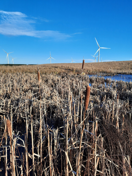 Tall dry reeds and cattails cover the ground and in the distance wind turbines sit under a blue sky by a pond.
