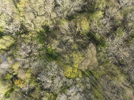 A photograph of west chevington woodland, from above.