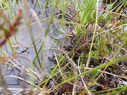 Common hawker dragonfly barely visible sitting on some grass.