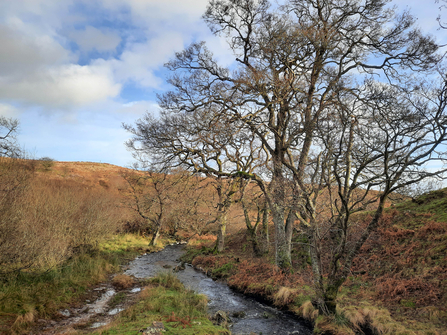 A stream of water , with trees and heather next to it in Rothbury.