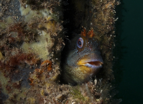 Tompot blenny - Bertie Gregory/2020VISION