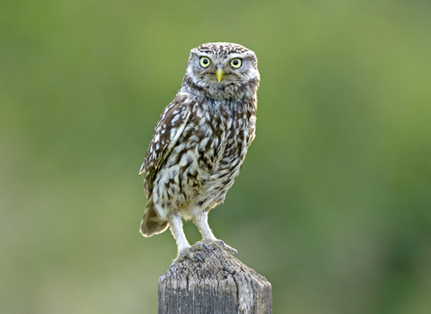 British Birds of Prey & Owls A4 Identification Chart Wildlife