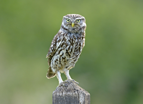 Bird of Prey Calls and Identification UK - Woodland Trust