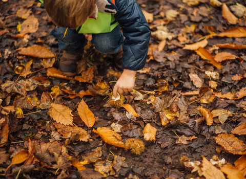 A boy picking up falling conkers from the ground amongst dead orange and brown leaves.