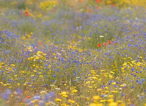 Meadow of yellow, blue and red flowers.